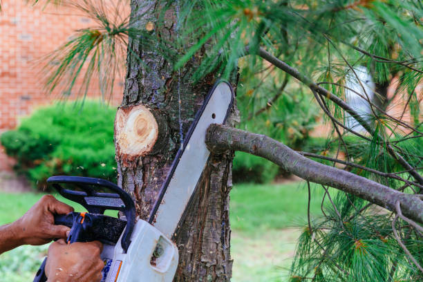 Professional Tree Service in West Columbia, TX